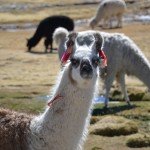 Lamas